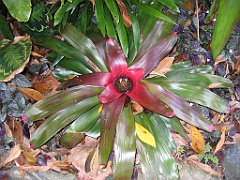 CairnsTC036 Jardin Botanique 036